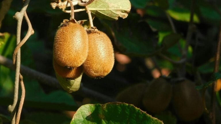 arbre à kiwi
